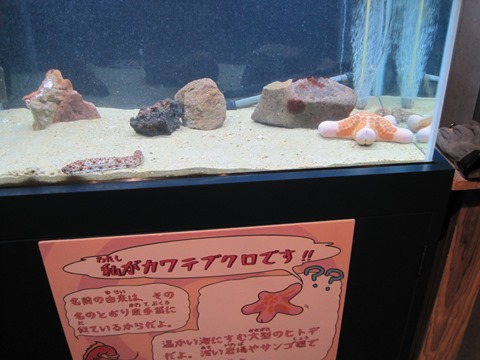 カワテブクロ