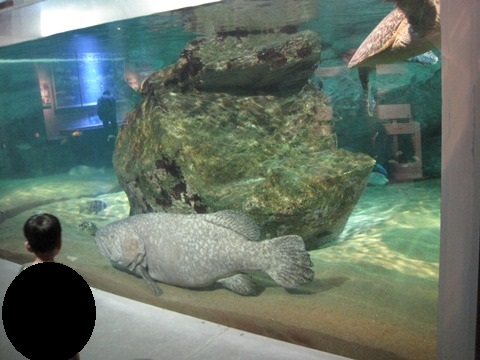 タマカイ