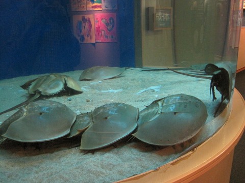 カブトガニ